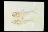 Pair of Fossil Fish (Diplomystus) - Green River Formation #150346-1